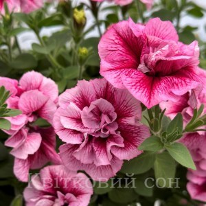 Tumbelina Franchesca_300x300